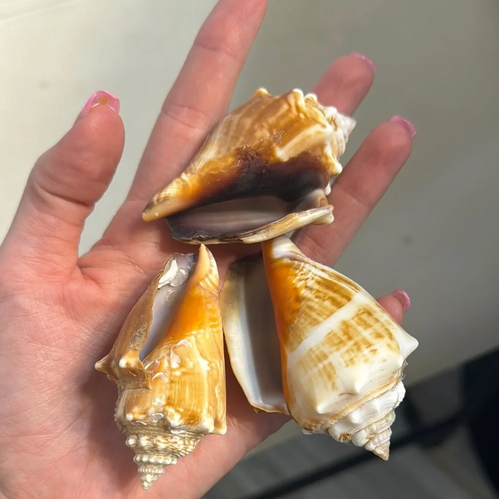 Real Florida fighting conchs